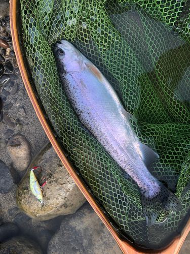 ニジマスの釣果