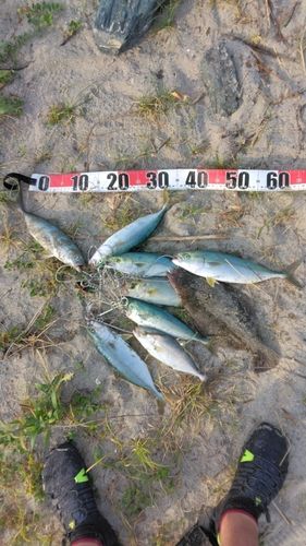 ワカシの釣果