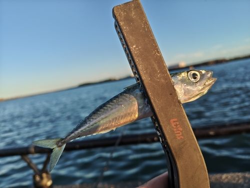 サバの釣果