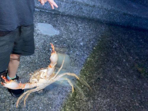 カニの釣果