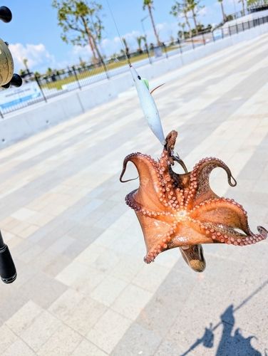 タコの釣果