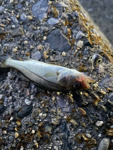 釣果