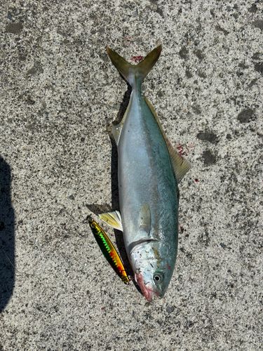 ワカシの釣果