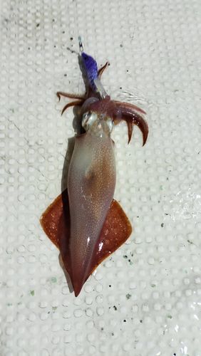 イカの釣果