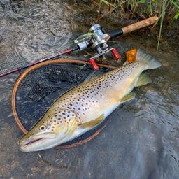 ブラウントラウト