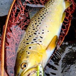 ブラウントラウト