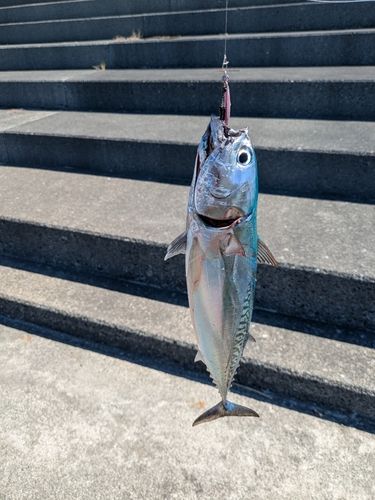 ソウダガツオの釣果