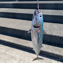 ソウダガツオ