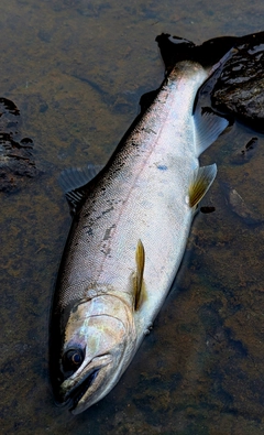 ヤマメの釣果