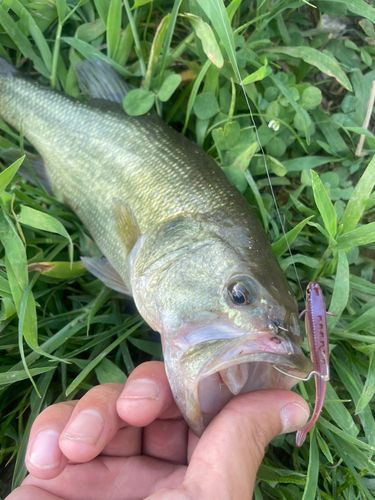 ブラックバスの釣果