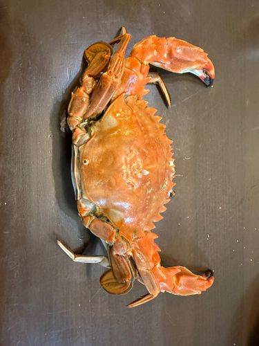 カニの釣果