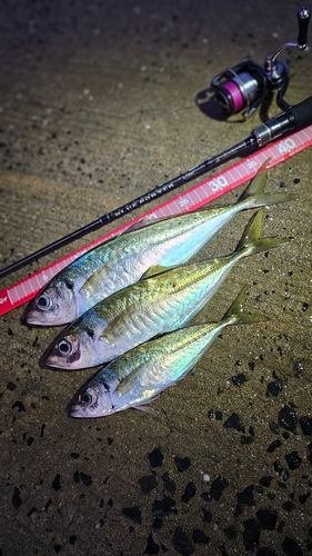 アジの釣果