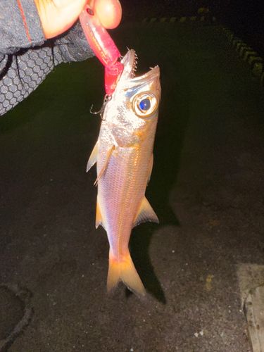 アカムツの釣果