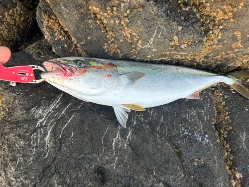 イナダの釣果