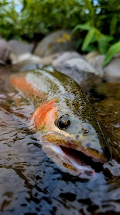 ニジマスの釣果