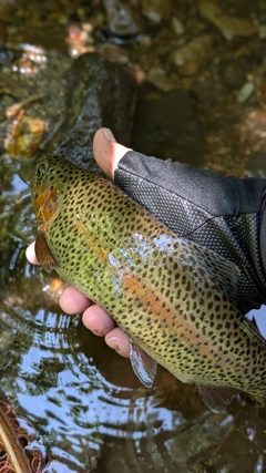 ニジマスの釣果