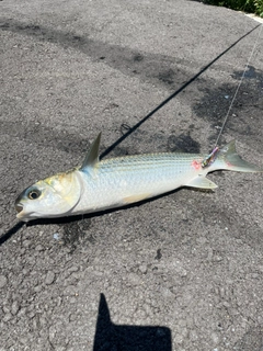 ボラの釣果