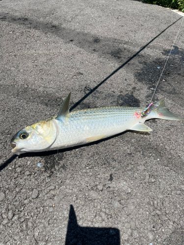 ボラの釣果