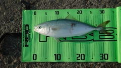 フクラギの釣果