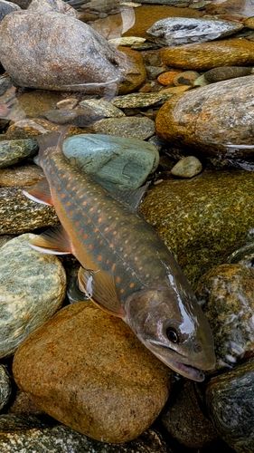 オショロコマの釣果