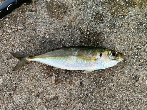 マルアジの釣果