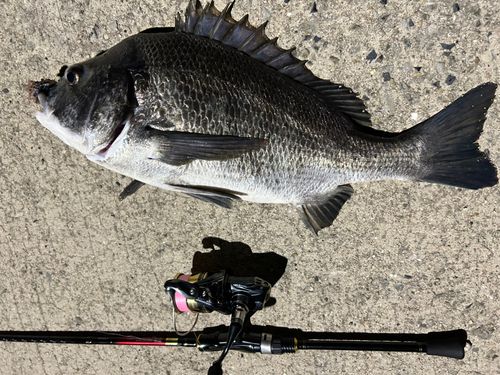 チヌの釣果