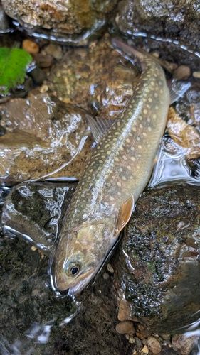エゾイワナの釣果