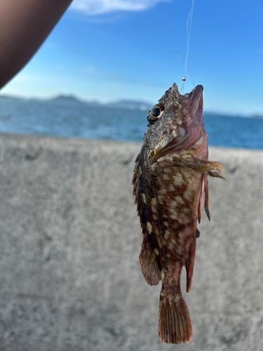 ガシラの釣果