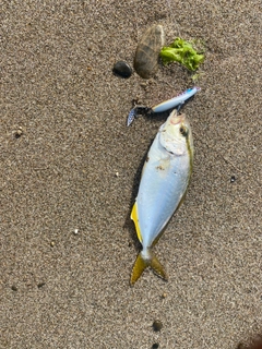 ショゴの釣果