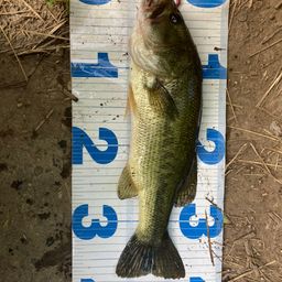 ラージマウスバス