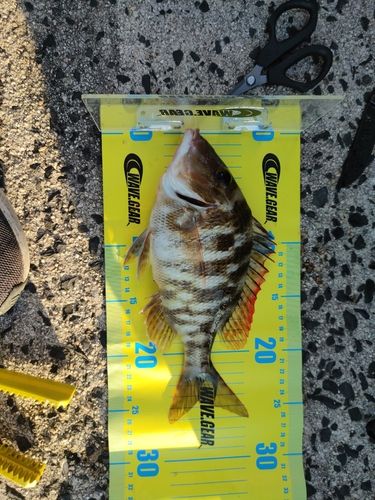 フエフキダイの釣果