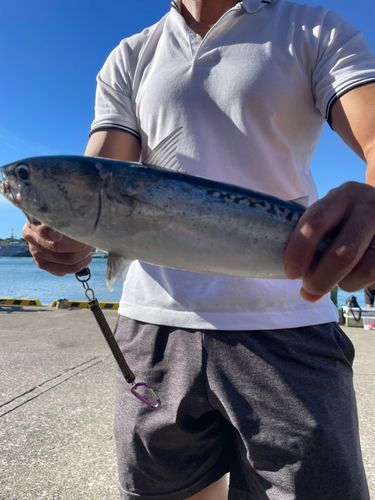 ソウダガツオの釣果