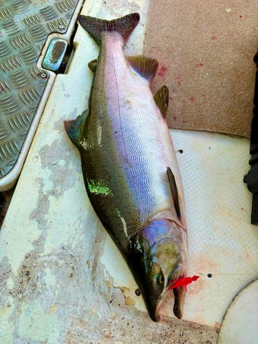 カラフトマスの釣果