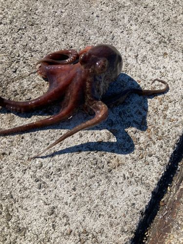 タコの釣果