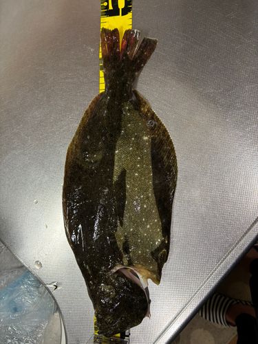 イナダの釣果