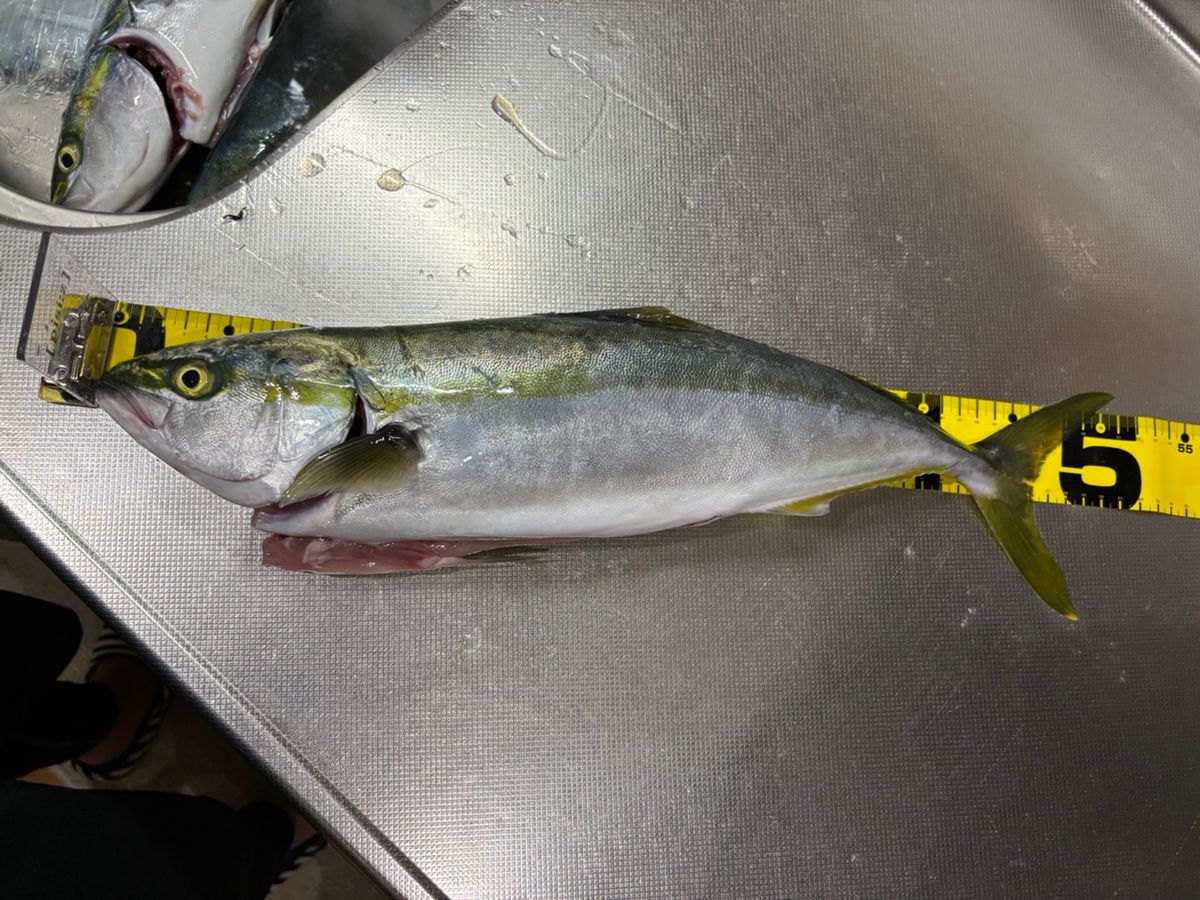 tsujiken5688さんの釣果 2枚目の画像