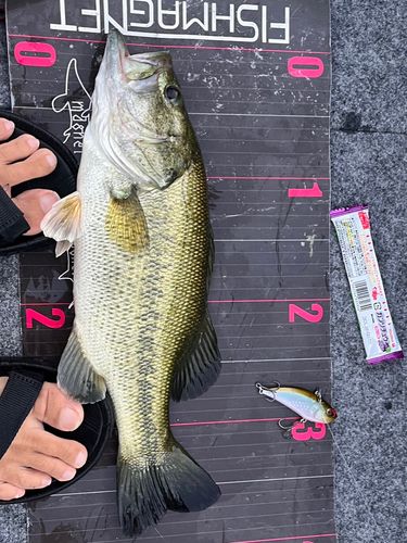 ブラックバスの釣果