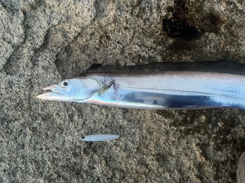 タチウオの釣果