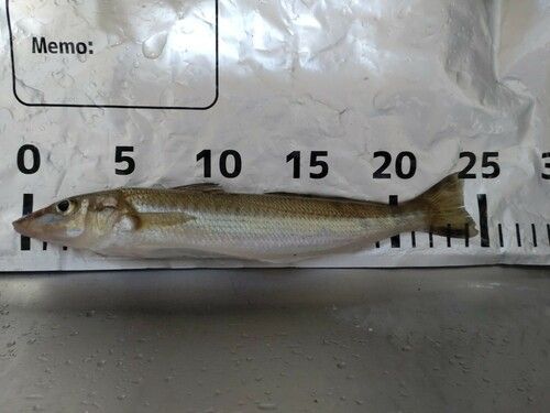 シロギスの釣果