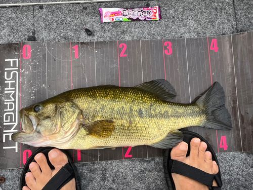ブラックバスの釣果