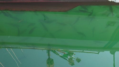 ウグイの釣果