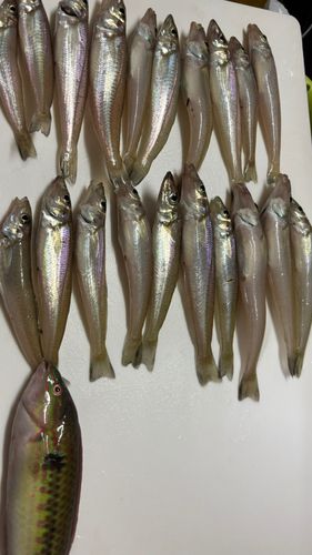 キスの釣果