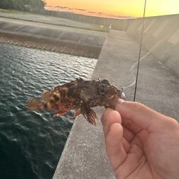 カサゴ