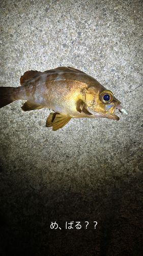 クロメバルの釣果