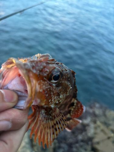 アラカブの釣果