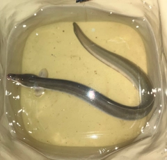 ウナギの釣果