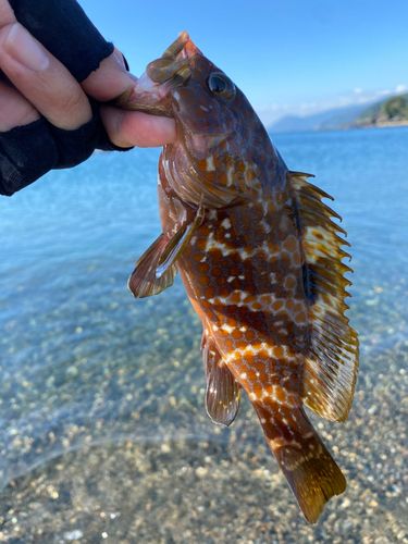 キジハタの釣果