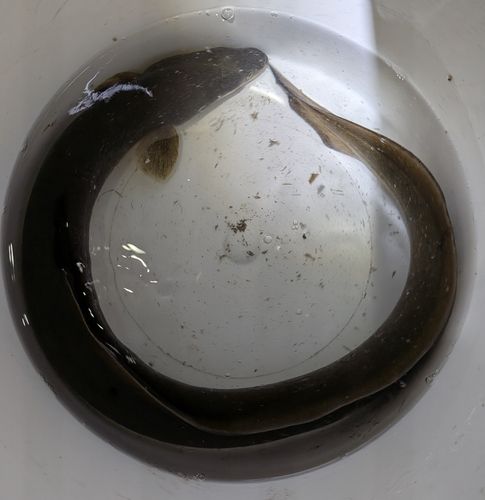ニホンウナギの釣果