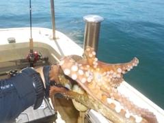 タコの釣果
