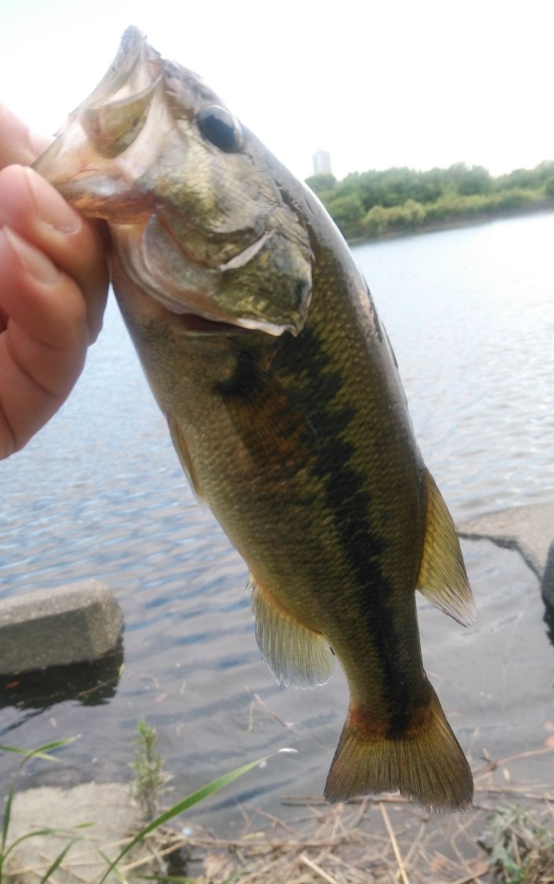 ラージマウスバス